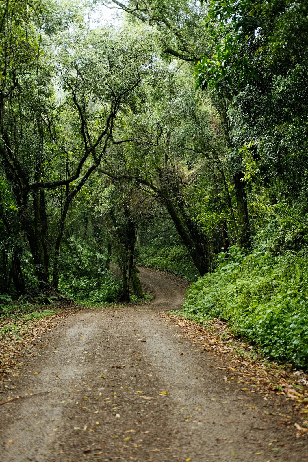 A quiet unpaved lane surrounded by trees in the Nordweg source photo essay